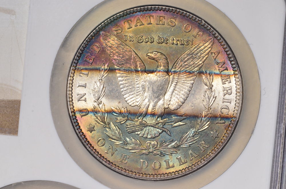 ♡♡♡-Just-Some-Toned-Morgans-♡♡♡