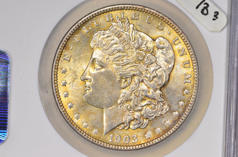 ♡♡♡-Just-Some-Toned-Morgans-♡♡♡