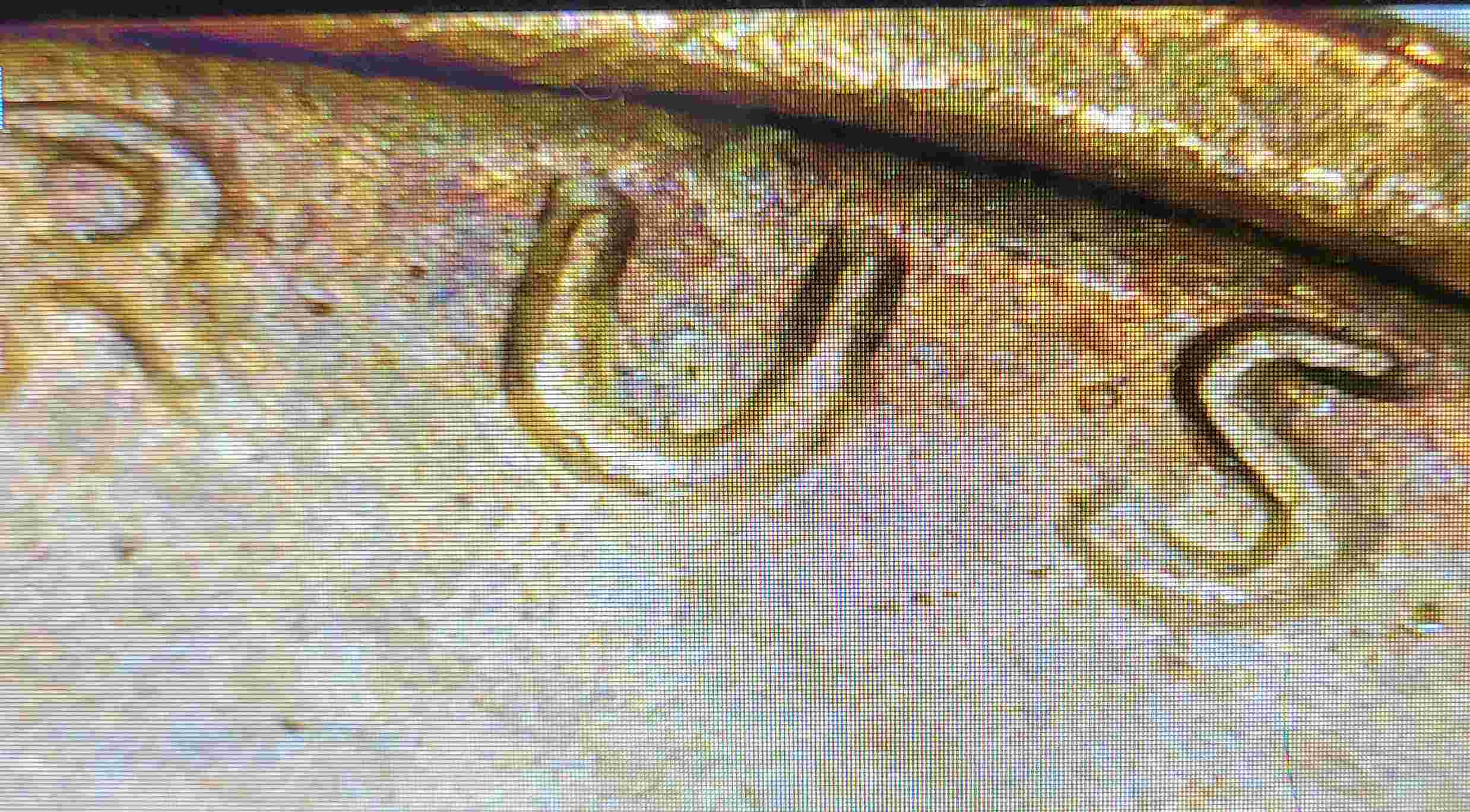 1972-Penny-Possible-DDO-Visible-On-