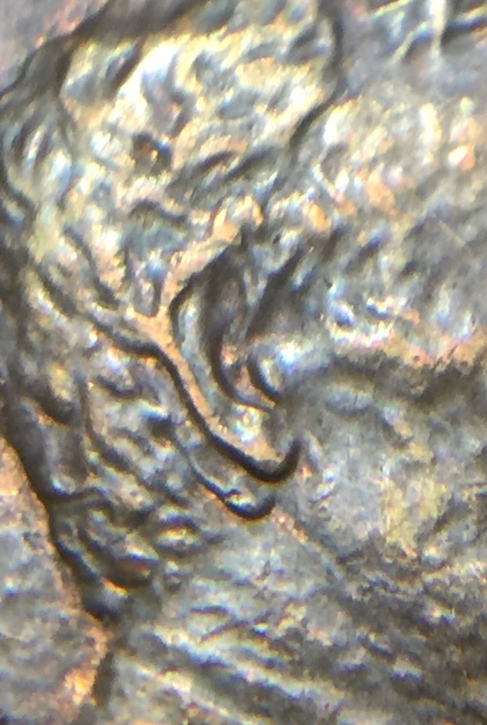 1984-Doubled-Ear-Help-Identification?