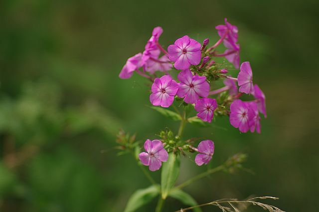 My-New-$1.00-Lens