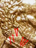1997-D-Lincoln-Penny-Doubled-Eared-Or-Not?