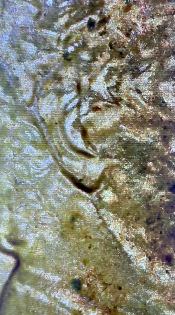 1984-D-Lincoln-Penny-RD