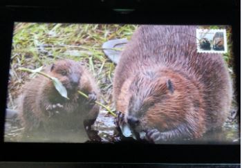 Baby-Beaver-Coin-In-Hand-Pics,-Canada-Post-Stamp-Set