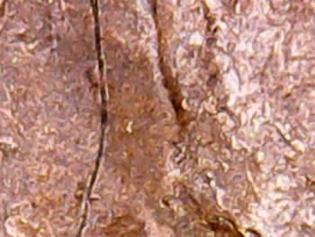 Bisecting-Rim-To-Rim-Die-Cracks-On-U.-S.-Coins----?