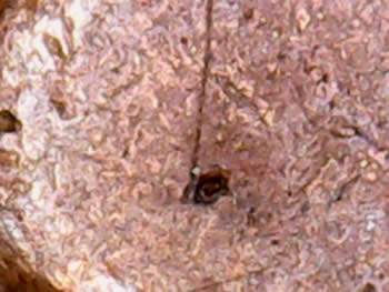 Bisecting-Rim-To-Rim-Die-Cracks-On-U.-S.-Coins----?