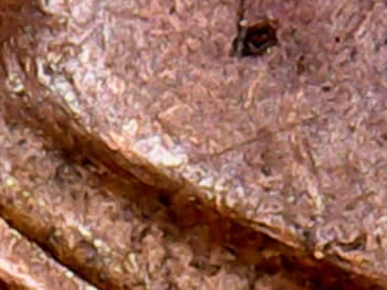Bisecting-Rim-To-Rim-Die-Cracks-On-U.-S.-Coins----?