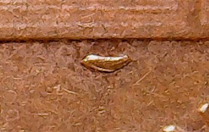 1982-P-LD-Cu-Rim-Cud-With-Free-Standing-Rev.-Die-Chip---Looks-Cool