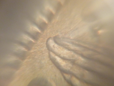 1921-D-Morgan-Dollar-High-Grade-Score?-[picture-Update]
