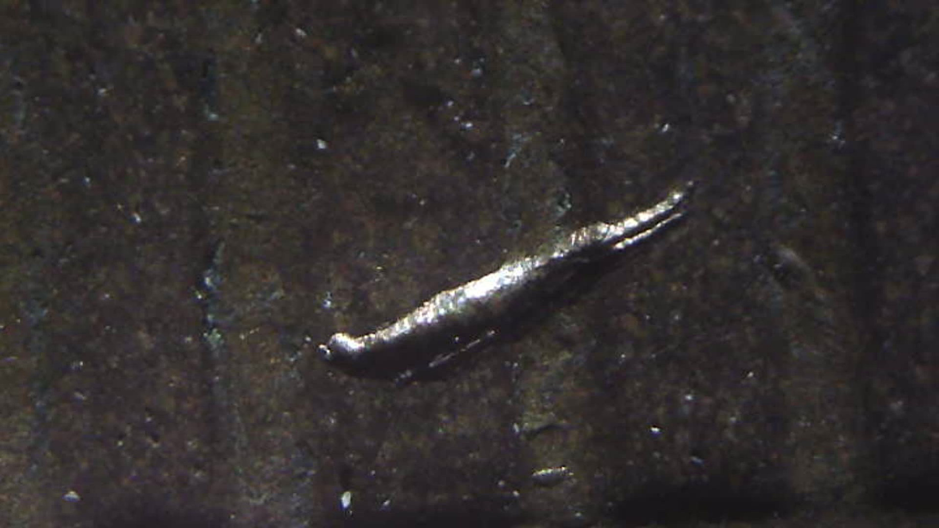 1981-P-LMC-Struck-Through-Rim-Burr?