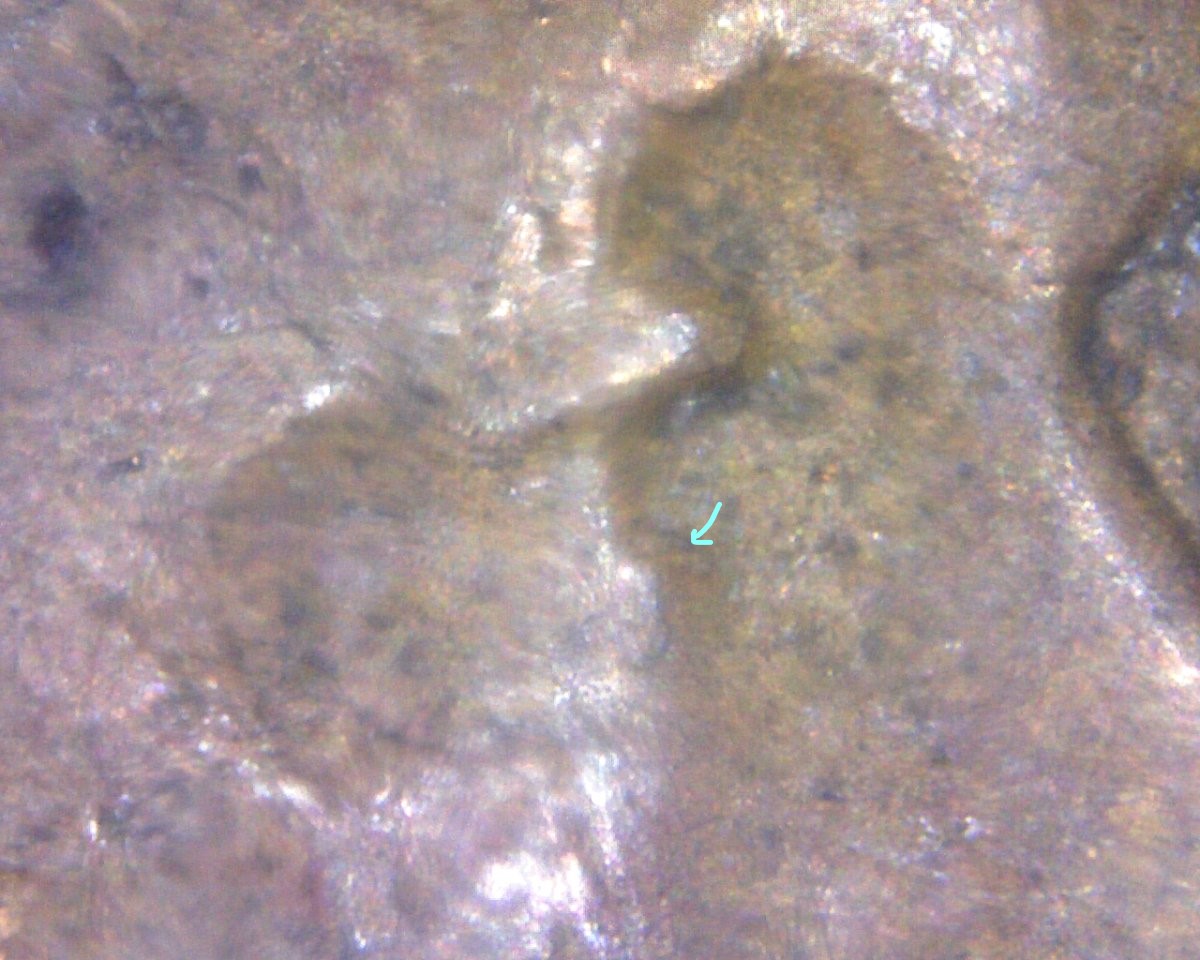 1960-LMC-Doubled-Eyelid-Or-Die-Gouge?