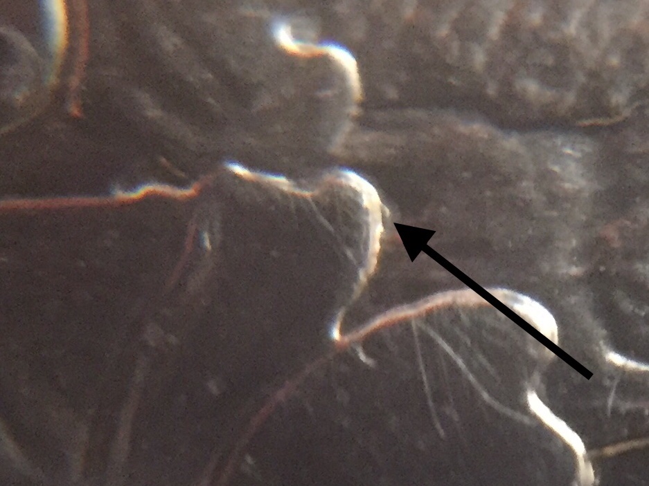 2015-D-Blue-Ridge-Parkway-25c-Ddr?-WDDR?-Help!