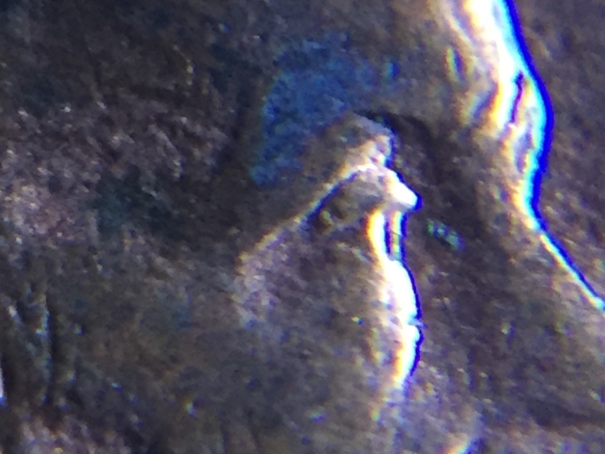 1995-D-LMC-Doubled-Eye?-Please-Help!!