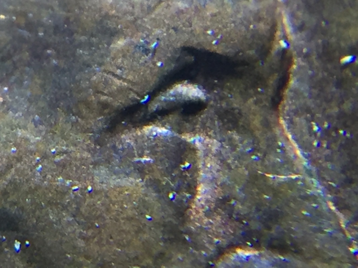 1995-D-LMC-Doubled-Eye?-Please-Help!!