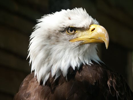 2017-Koala-And-Bald-Eagle-Two-Questions