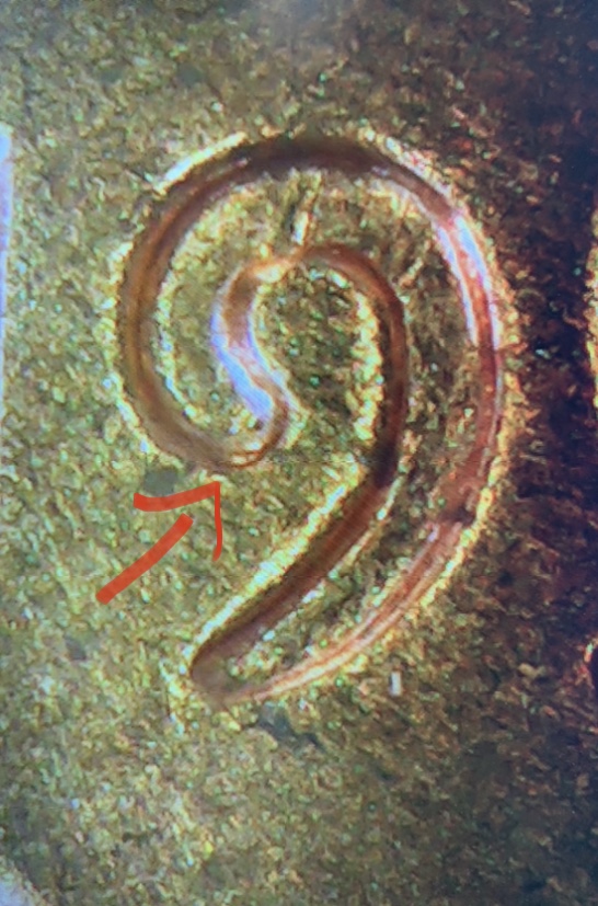 1957-Lincoln-Wheat-Cent---Is-This-A-DDO-In-The-Date?