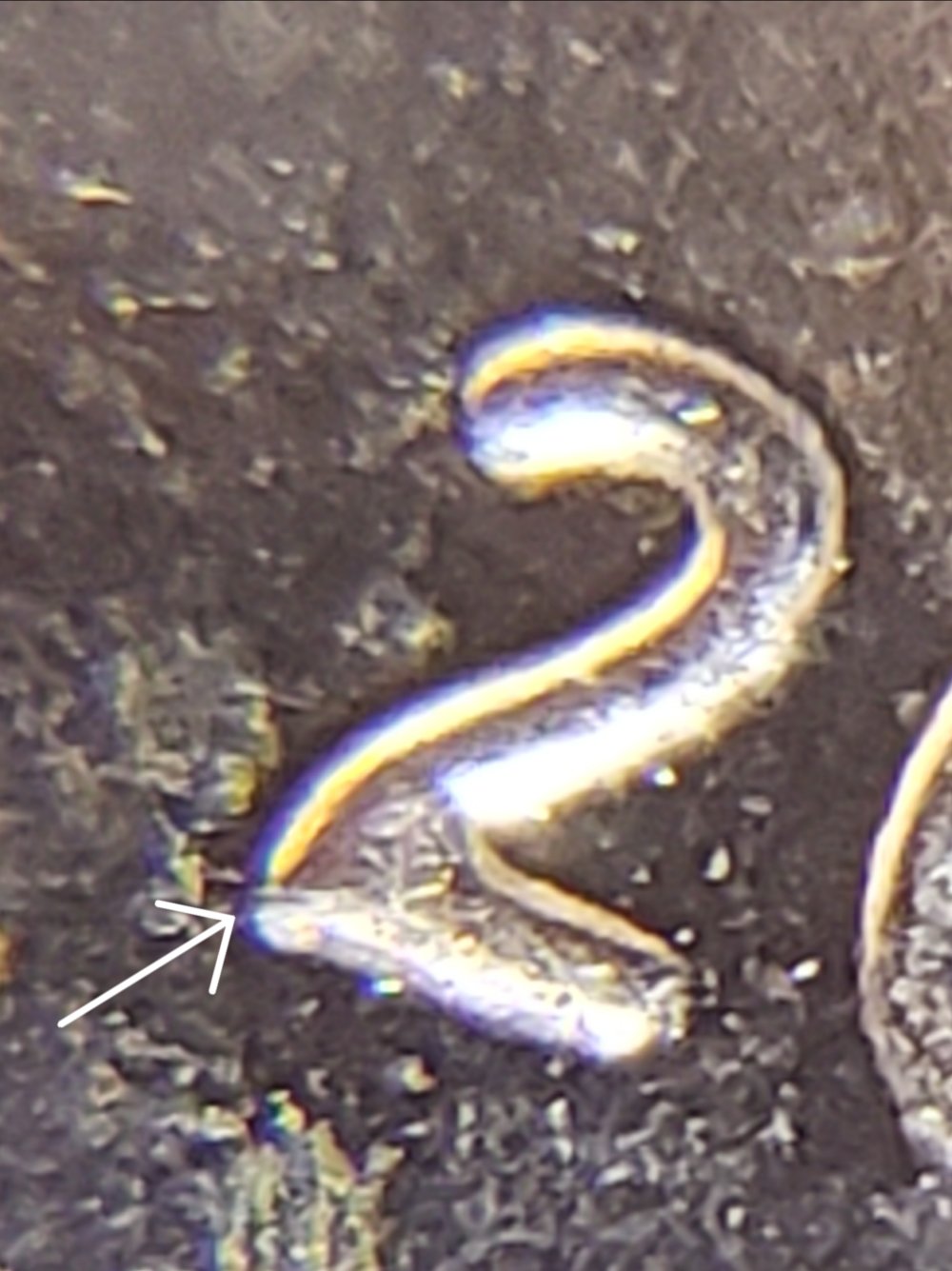 Need-Help-Identifying-This-Shield-Variety-On-2019-P-LSC