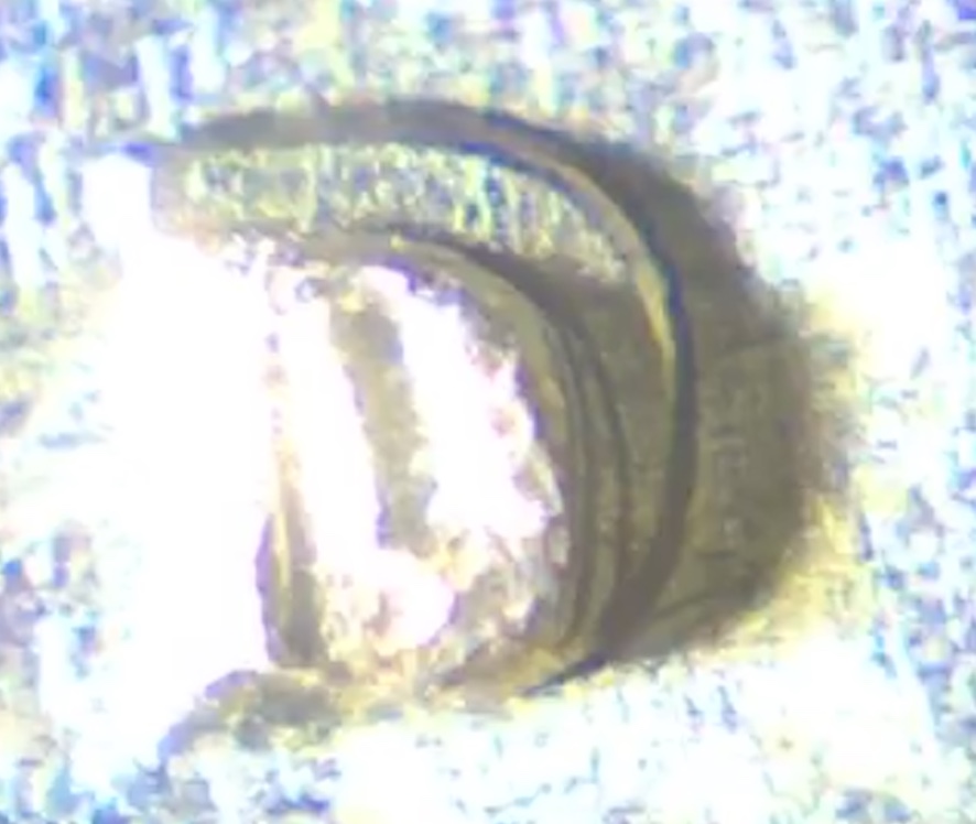 Question-Regarding-1964-D-Quarter-Possible-RPM?