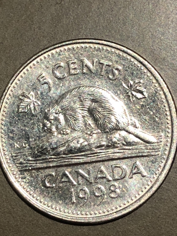 1998-Bare-Belly-Beaver?