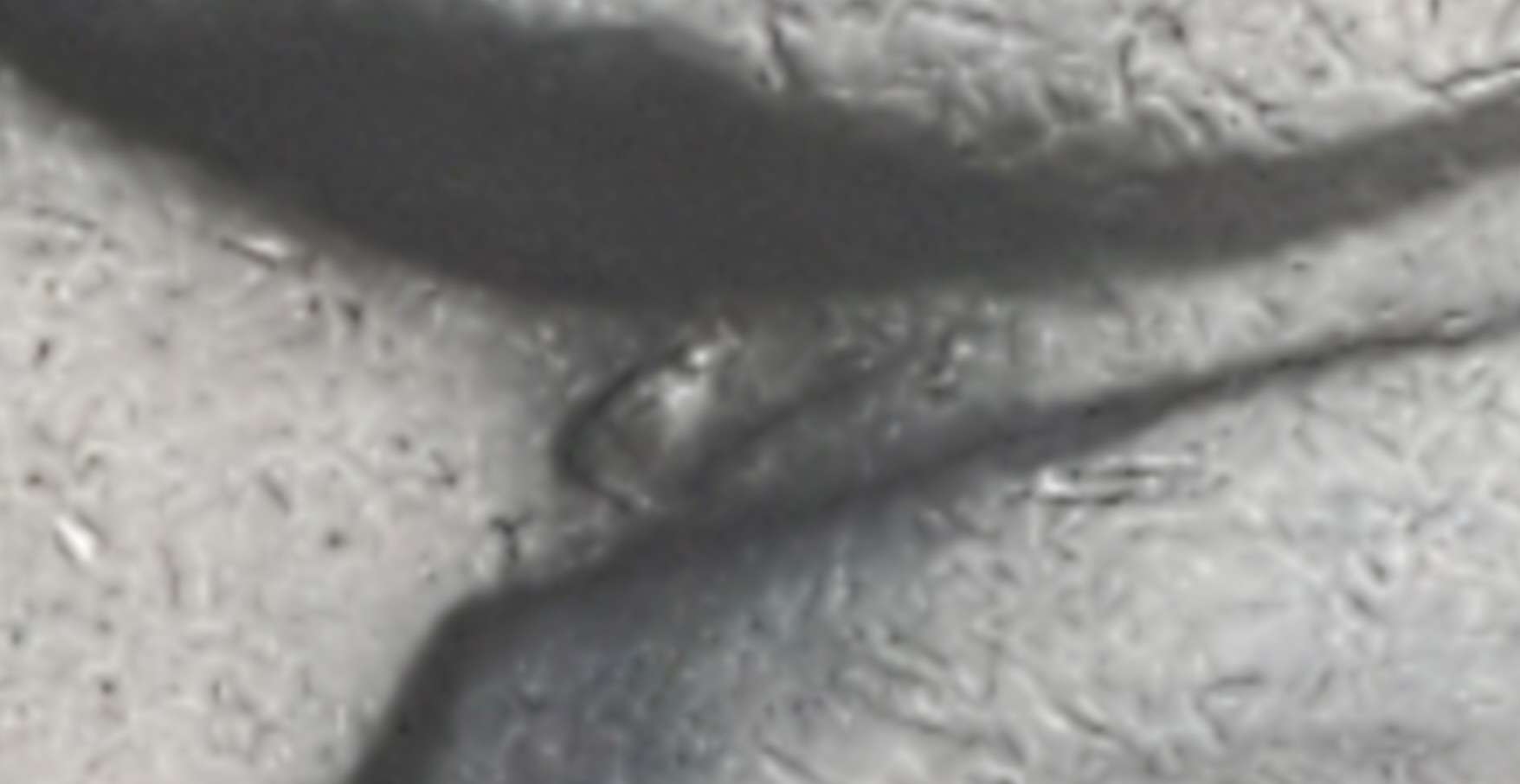 1969-D-Jefferson-Nickel-What's-Up-With-The-Adam's-Apple-And-Is-That-Two-SS?