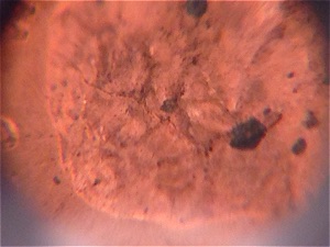 1969-Denver-Cracked-Skull-LMC