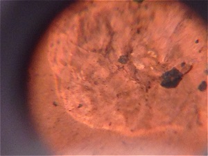 1969-Denver-Cracked-Skull-LMC