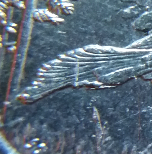 2015-America-The-Beautiful-Reverse-Doubling.-Talons-An-Tail-Feathers?