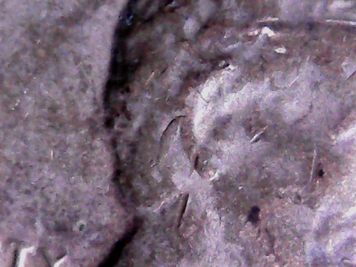 1970-D-LMC.--Questions-About-This-Coin-For-The-More-Knowledgeable.