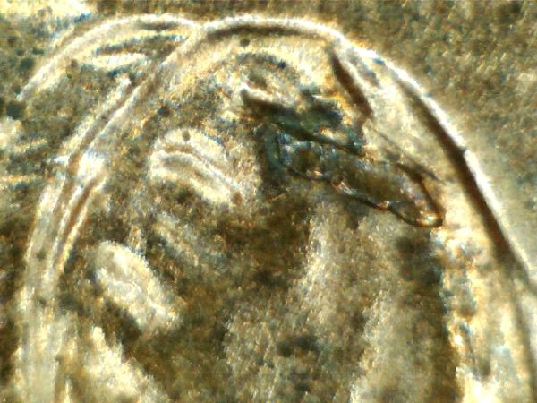 Is-This-A-2009-1-DR-101-Or-96?