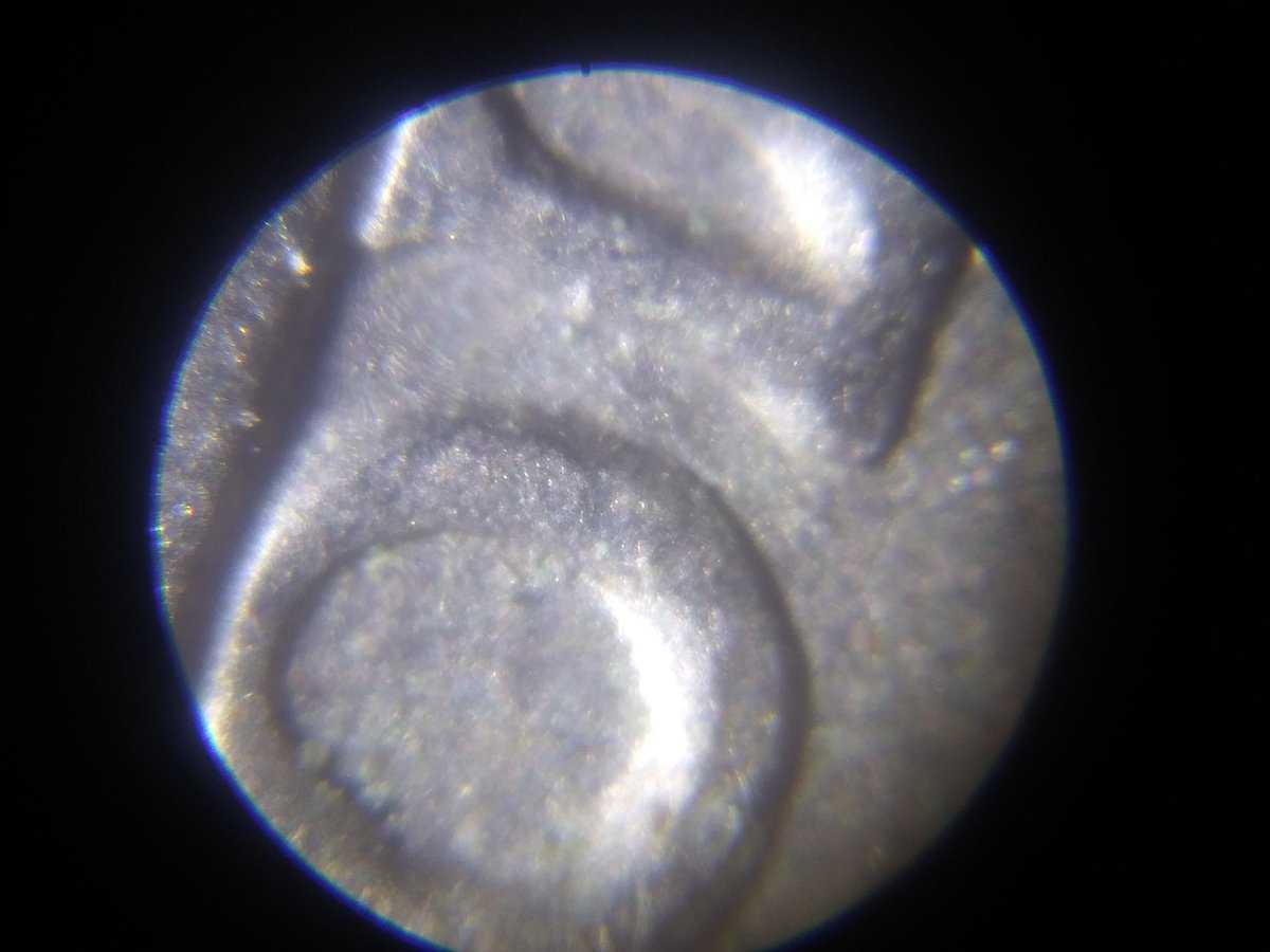 1981-D-Jefferson-Nickel-DDO?