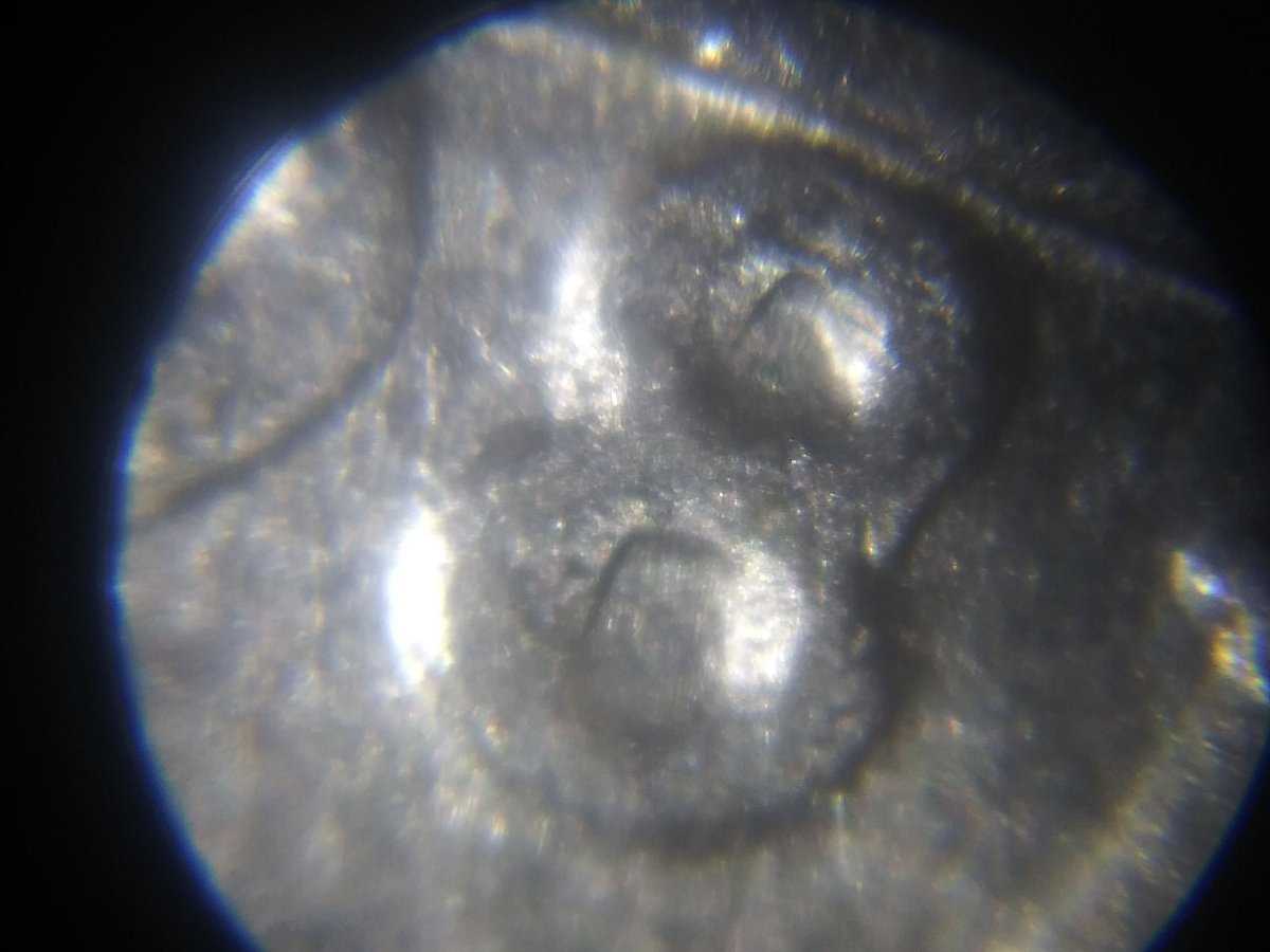 1981-D-Jefferson-Nickel-DDO?