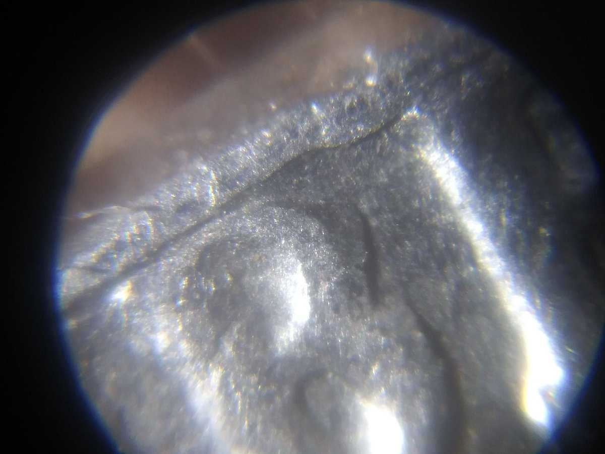 1981-D-Jefferson-Nickel-DDO?