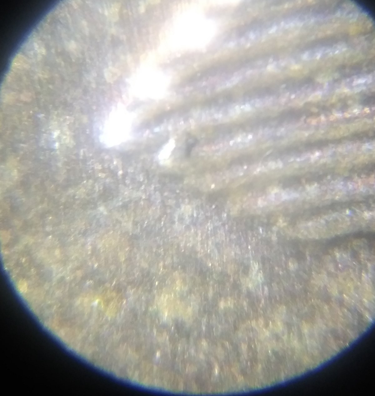 1955-S-Lincoln-Wheat-Cent-Strike-Through-On-Reverse-Right-Side