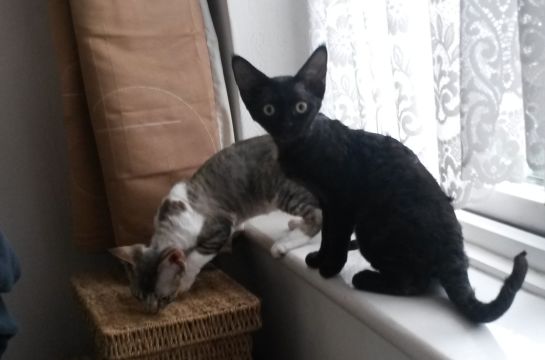 Roman-Crazy-Cat-Lady
