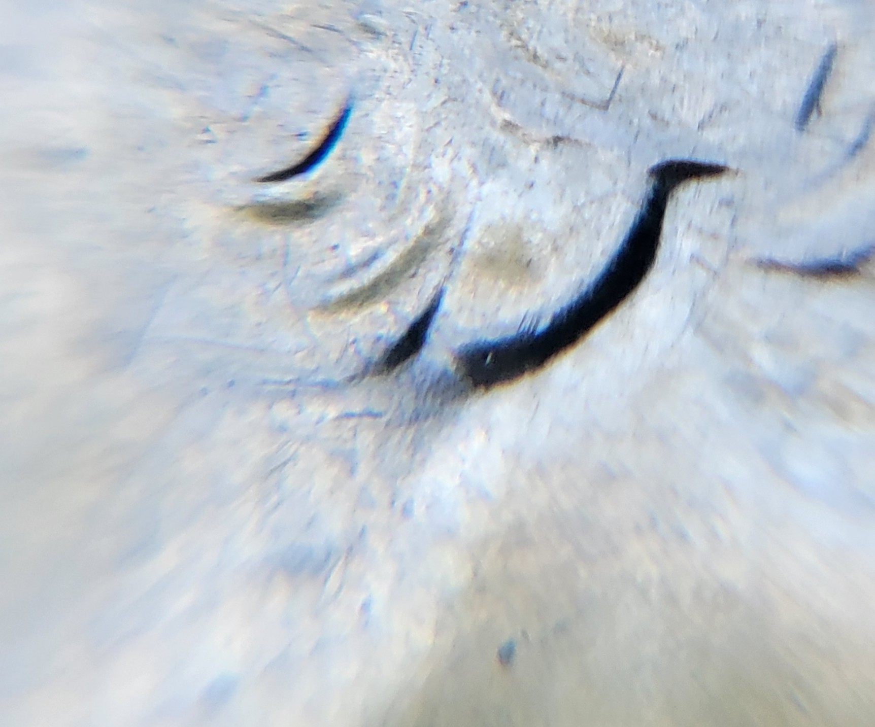 2021-D-Quarter-Ear-Question