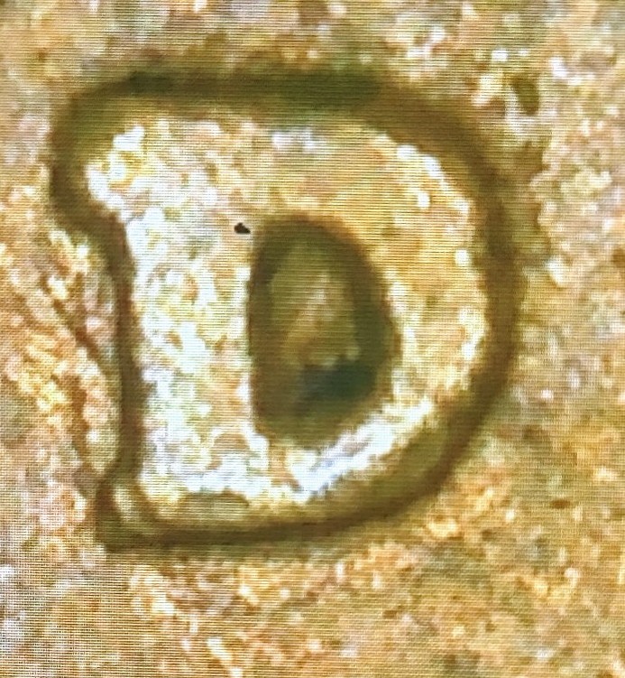 1934-D-RPM-Lincoln-Cent