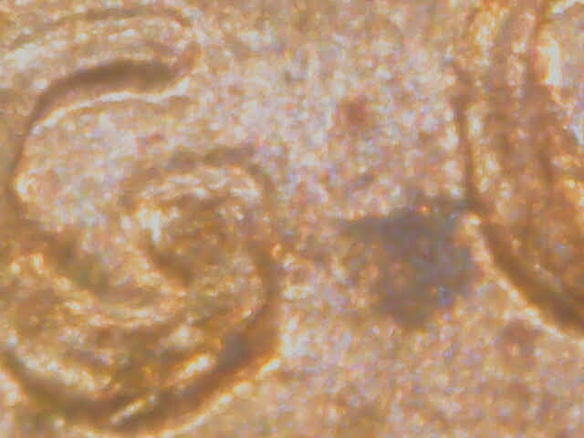 1972-S-LMC-New-Discovery-DDO?