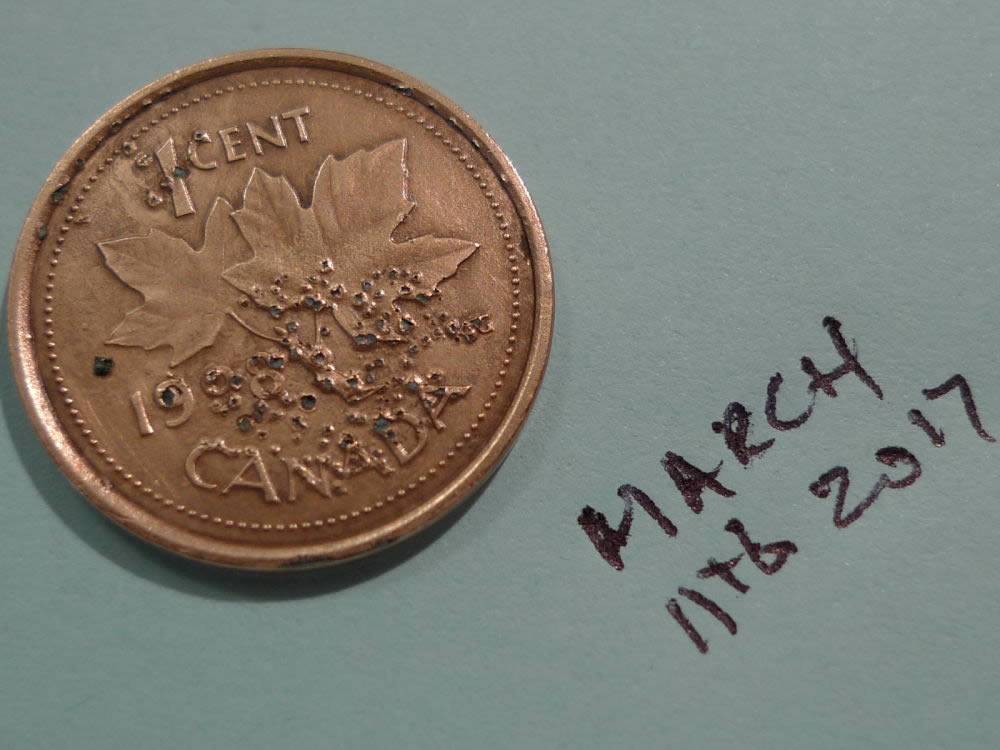 Stopping-Further-Deterioration-,-Those-Coins-Have-Now--A-Better--Appearance.