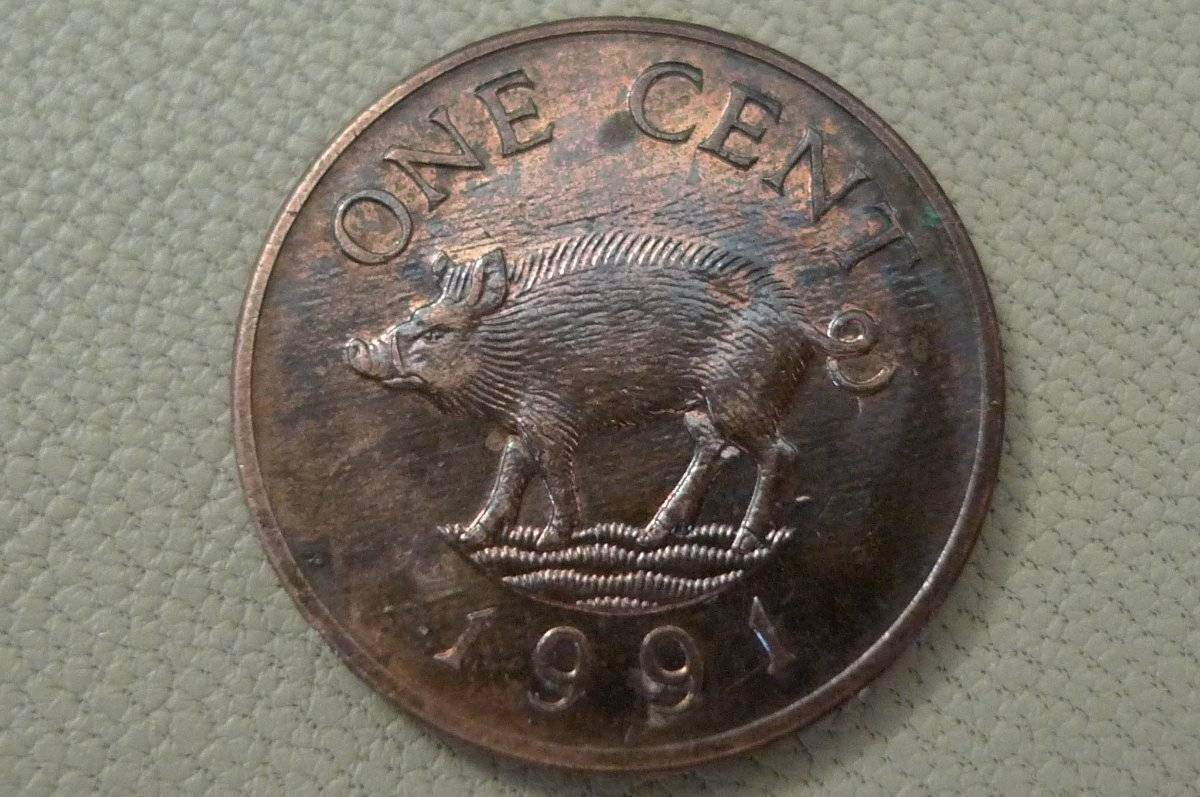 Post-Your-Coins-Representing-The-Animal-Kingdom.