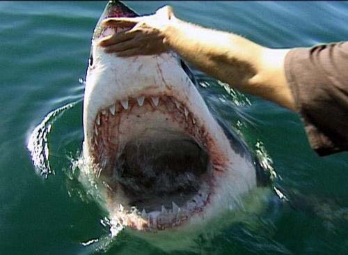 My-Small-Collection-Of-Coins-With-Great-White-Shark