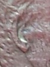 1990-No-S-Double-Ear
