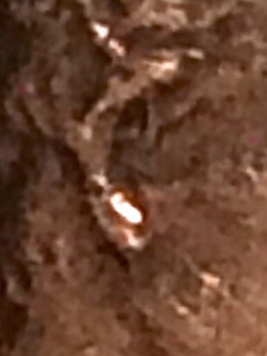 Very-Nice-1969-D-Penny..-Not-Graded-Yet!-Need-Opinions-Pls?