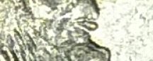 2000-Penny-Strange-Lincoln-Lips-Advise