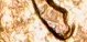 1970-S-Lincoln-Cent-DDR-Variety-Vista-DDR-003-My-Opinion?pictures-Were-Very-Hard-To-Take-On-This-.