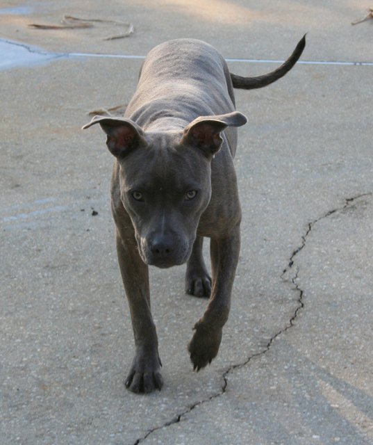 My-New-Dog-Likes-Currency,-I-Hope-She-Doesn't-Take-Up-Coins