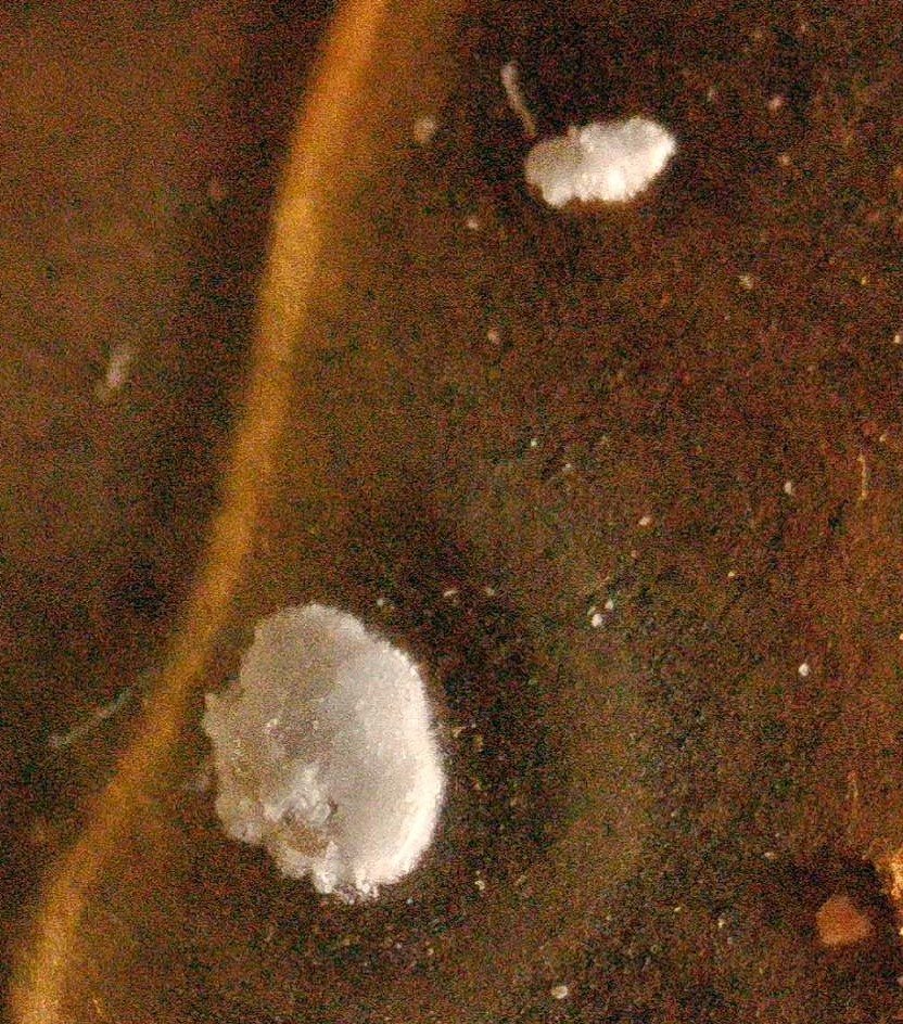 Is-This-A-1959-D/D--RPM?