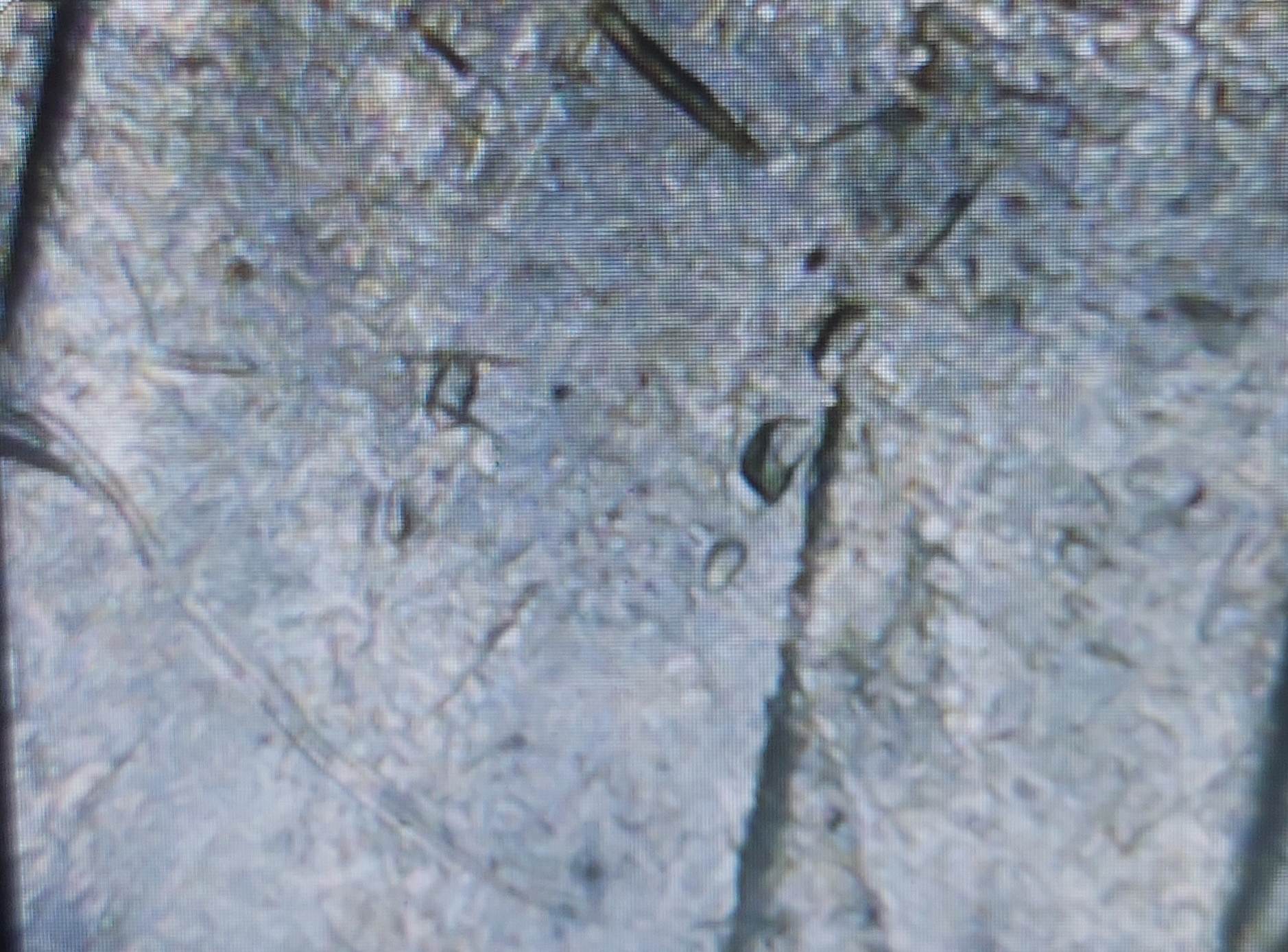 1986-P-DDO-/-DDR-And-Rim-Error?