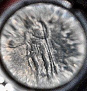 Need-Help-To-ID--Roman-Copper-Coins-I-Found-At-Relic-Site