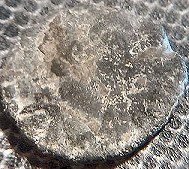 Need-Help-To-ID--Roman-Copper-Coins-I-Found-At-Relic-Site