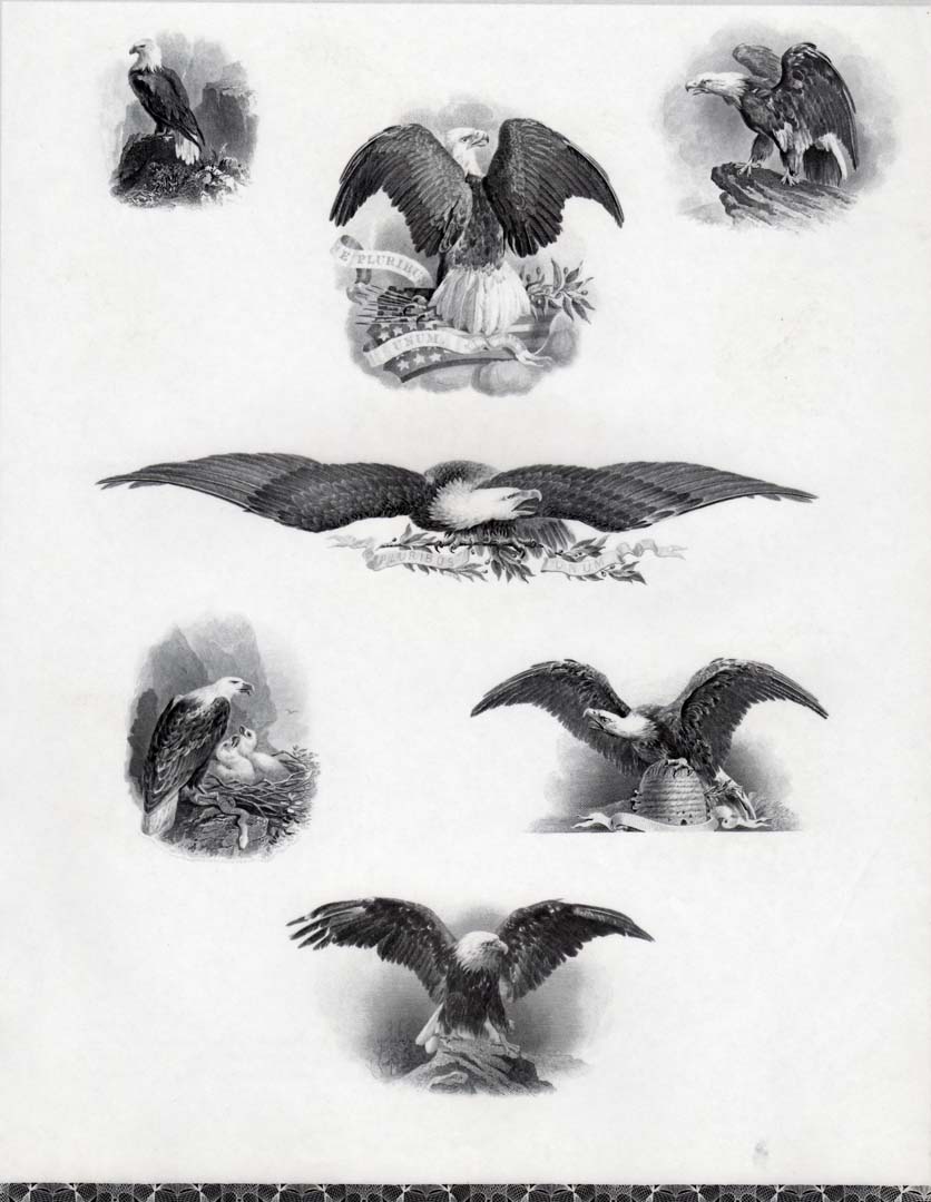 Bald-Eagle-Vignettes